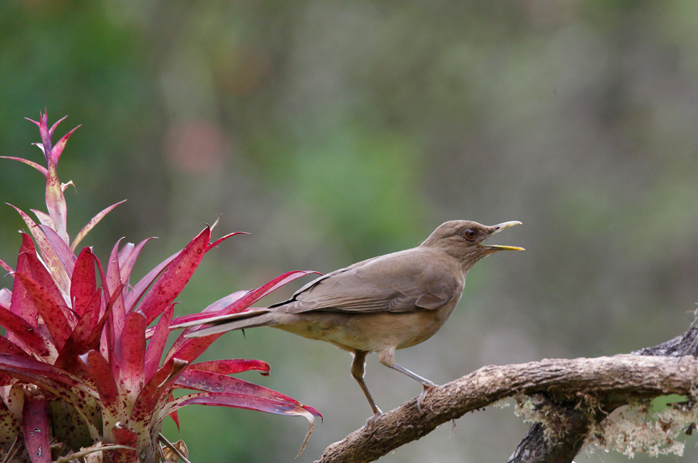 Imagen 9 de la galería de Costa Rica